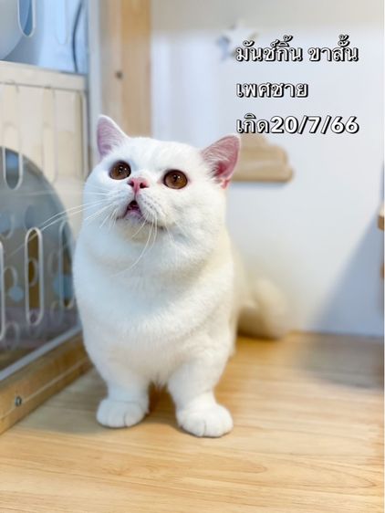 มันช์กิ้น ขาสั้น