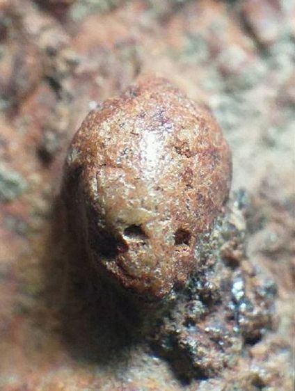 พระรอด มหาวัน. รูปที่ 9