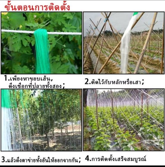ตาข่ายปลูกผัก 2X100m โครงไม้เลื้อย อุปกรณ์ทำสวน ตาข่ายไนลอน สำหรับปลูกผัก ไม้เลื้อย ต้นแตงกวา และต้นไม้เลื้อย รูปที่ 6
