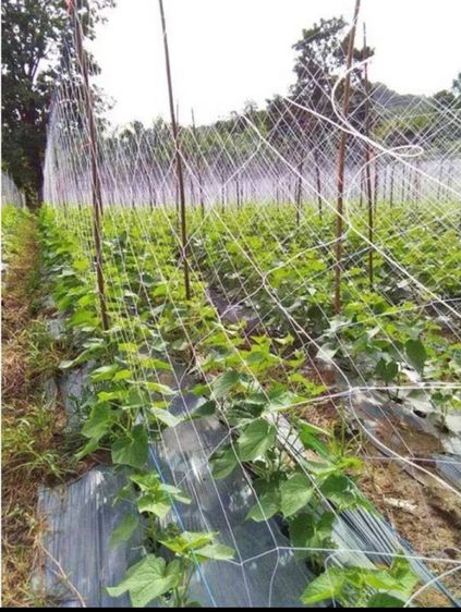 ตาข่ายปลูกผัก 2X100m โครงไม้เลื้อย อุปกรณ์ทำสวน ตาข่ายไนลอน สำหรับปลูกผัก ไม้เลื้อย ต้นแตงกวา และต้นไม้เลื้อย รูปที่ 7