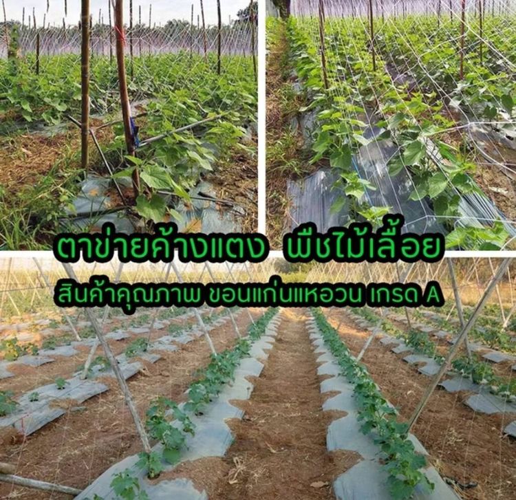 ตาข่ายปลูกผัก 2X100m โครงไม้เลื้อย อุปกรณ์ทำสวน ตาข่ายไนลอน สำหรับปลูกผัก ไม้เลื้อย ต้นแตงกวา และต้นไม้เลื้อย รูปที่ 8