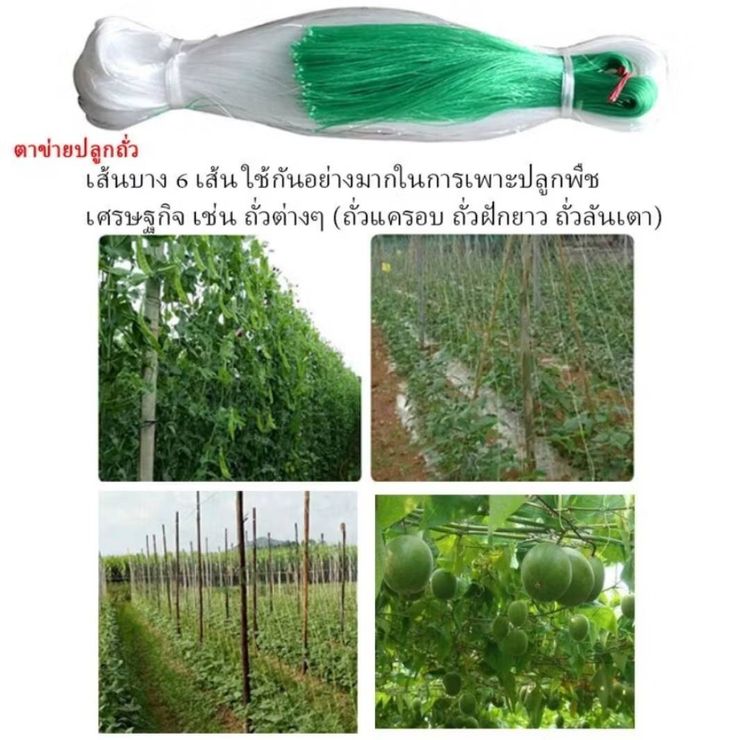 ตาข่ายปลูกผัก 2X100m โครงไม้เลื้อย อุปกรณ์ทำสวน ตาข่ายไนลอน สำหรับปลูกผัก ไม้เลื้อย ต้นแตงกวา และต้นไม้เลื้อย รูปที่ 2