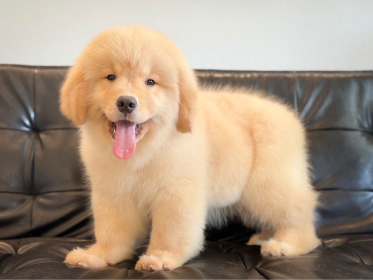 โกลเด้นริทริฟเวอร์นำเข้า รูปที่ 12