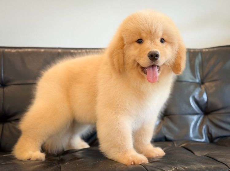 โกลเด้นริทริฟเวอร์นำเข้า รูปที่ 14