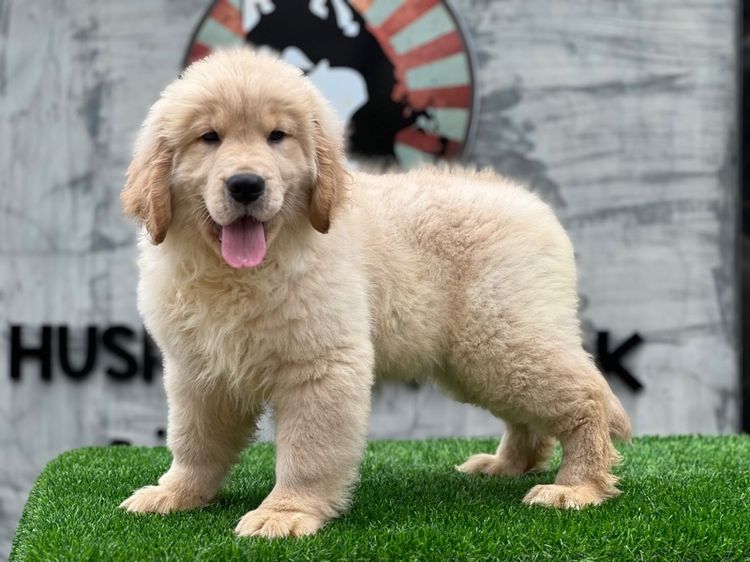 โกลเด้นริทริฟเวอร์นำเข้า รูปที่ 16