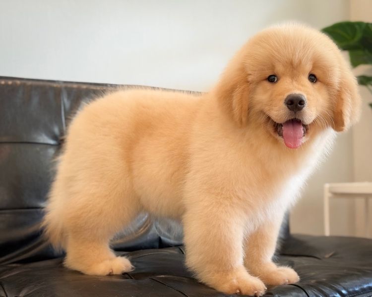 โกลเด้นริทริฟเวอร์นำเข้า รูปที่ 8