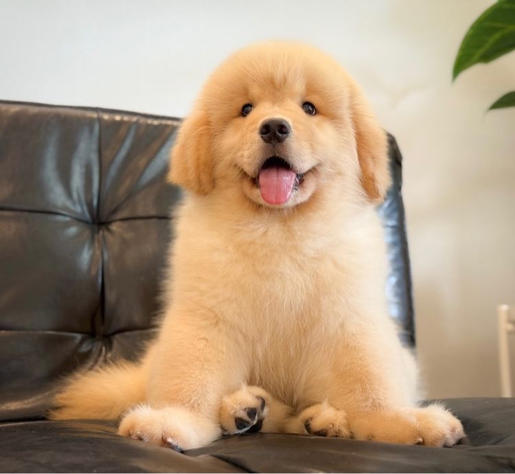 โกลเด้นริทริฟเวอร์นำเข้า รูปที่ 7