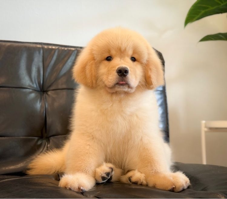 โกลเด้นริทริฟเวอร์นำเข้า รูปที่ 6