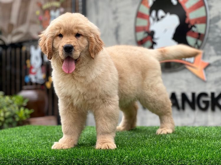 โกลเด้นริทริฟเวอร์นำเข้า รูปที่ 15