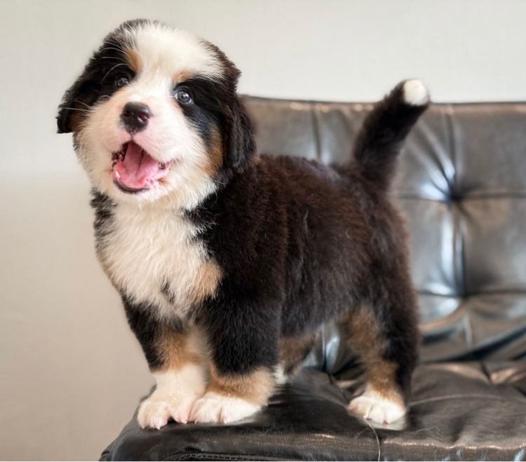 ลูกสุนัขพันธุ์เบอร์นีสเมาน์เทนด็อกนำเข้า รูปที่ 17