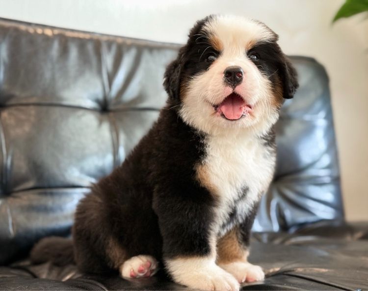 ลูกสุนัขพันธุ์เบอร์นีสเมาน์เทนด็อกนำเข้า รูปที่ 7