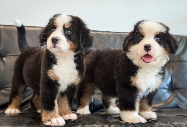 ลูกสุนัขพันธุ์เบอร์นีสเมาน์เทนด็อกนำเข้า