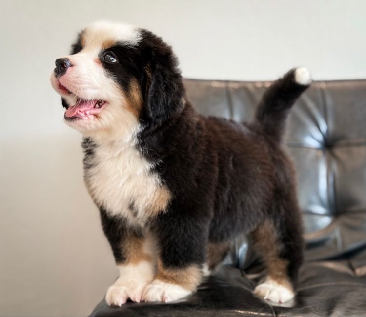 ลูกสุนัขพันธุ์เบอร์นีสเมาน์เทนด็อกนำเข้า รูปที่ 16