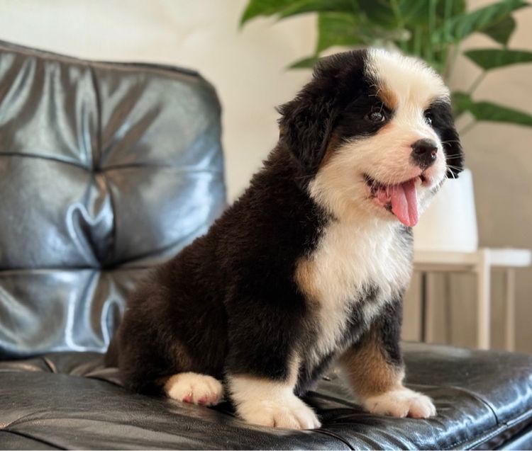 ลูกสุนัขพันธุ์เบอร์นีสเมาน์เทนด็อกนำเข้า รูปที่ 13
