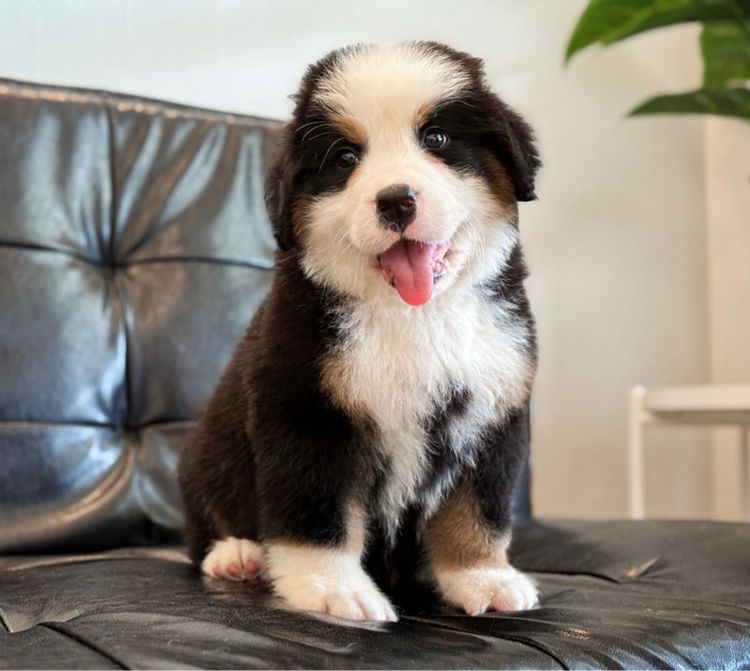 ลูกสุนัขพันธุ์เบอร์นีสเมาน์เทนด็อกนำเข้า รูปที่ 11