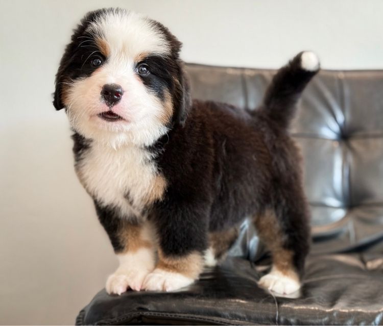 ลูกสุนัขพันธุ์เบอร์นีสเมาน์เทนด็อกนำเข้า รูปที่ 18