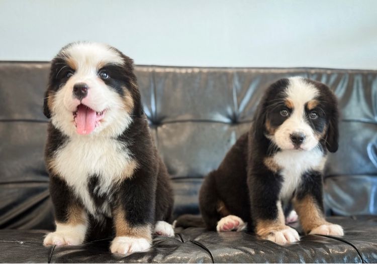 ลูกสุนัขพันธุ์เบอร์นีสเมาน์เทนด็อกนำเข้า รูปที่ 4