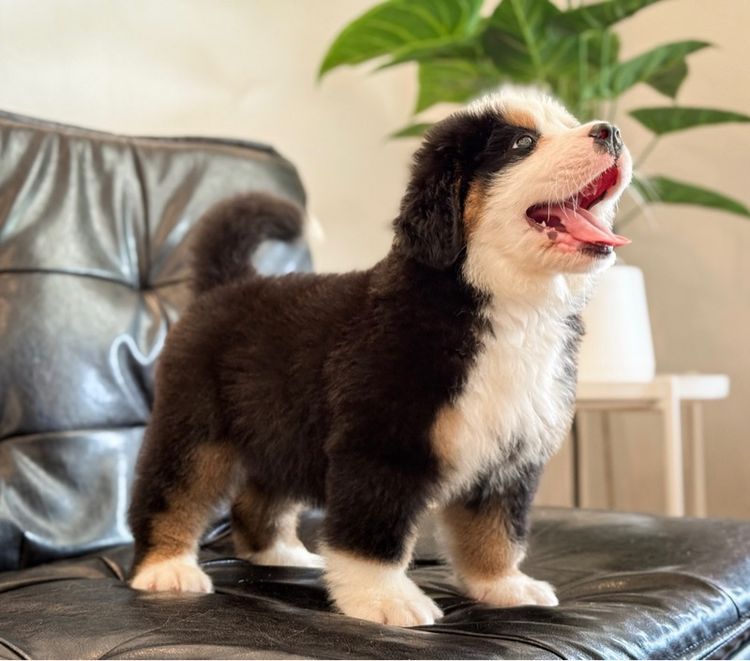 ลูกสุนัขพันธุ์เบอร์นีสเมาน์เทนด็อกนำเข้า รูปที่ 9