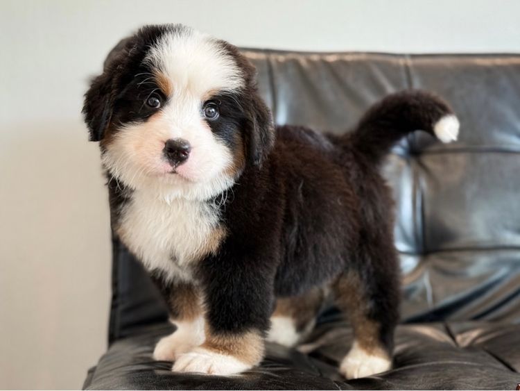 ลูกสุนัขพันธุ์เบอร์นีสเมาน์เทนด็อกนำเข้า รูปที่ 15