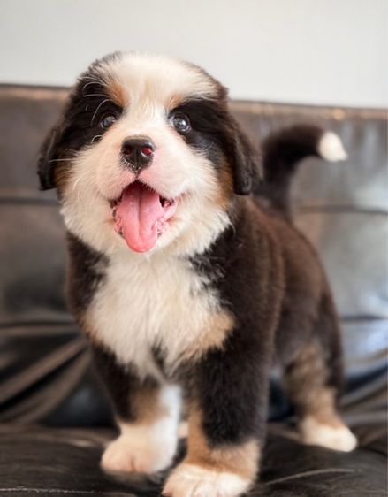 ลูกสุนัขพันธุ์เบอร์นีสเมาน์เทนด็อกนำเข้า รูปที่ 6