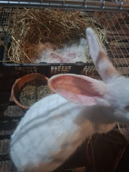กระต่ายสายพันธ์เนื้อ นิวซีแลนไวน์ รูปที่ 10