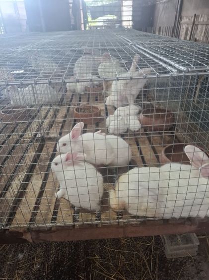 กระต่ายสายพันธ์เนื้อ นิวซีแลนไวน์ รูปที่ 11
