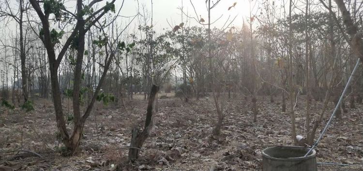 ขายที่ดินต.ดอนไฟ อ.แม่ทะ จ.ลำปาง รูปที่ 3