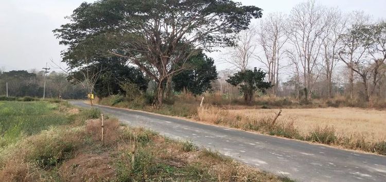 ขายที่ดินต.ดอนไฟ อ.แม่ทะ จ.ลำปาง