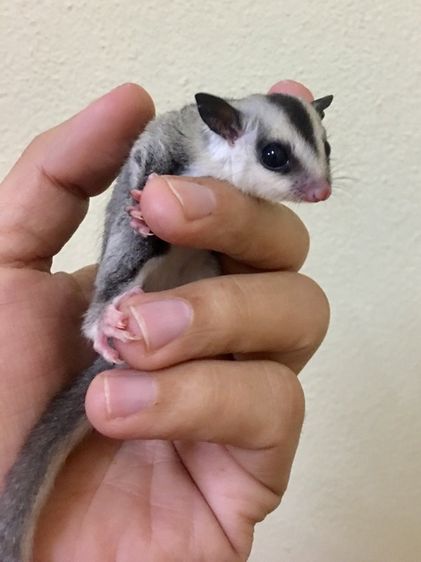 ขาย ชูก้าไกลเดอร์ ชูการ์ไกลเดอร์ sugarglider มีทุกสี ส่งได้ทั่วไทย รูปที่ 8