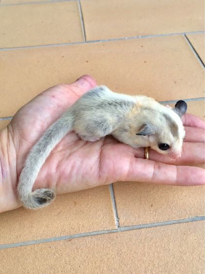 ขาย ชูก้าไกลเดอร์ ชูการ์ไกลเดอร์ sugarglider มีทุกสี ส่งได้ทั่วไทย รูปที่ 3