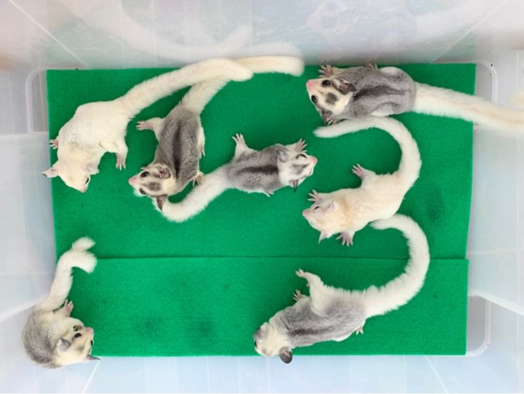 ขาย ชูก้าไกลเดอร์ ชูการ์ไกลเดอร์ sugarglider มีทุกสี ส่งได้ทั่วไทย รูปที่ 17