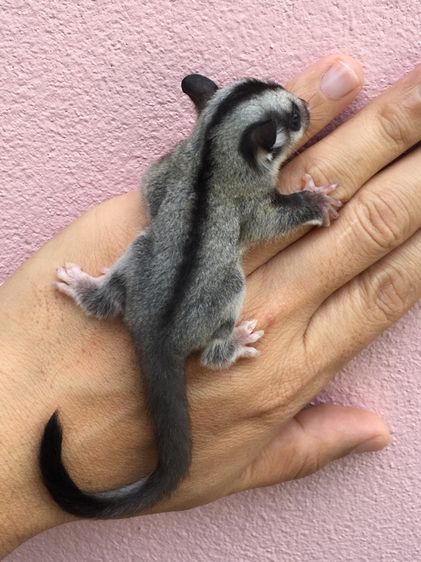 ขาย ชูก้าไกลเดอร์ ชูการ์ไกลเดอร์ sugarglider มีทุกสี ส่งได้ทั่วไทย รูปที่ 2
