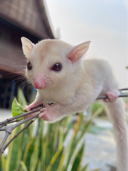 ขาย ชูก้าไกลเดอร์ ชูการ์ไกลเดอร์ sugarglider มีทุกสี ส่งได้ทั่วไทย รูปที่ 15