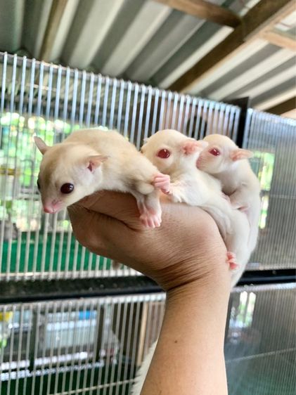 ขาย ชูก้าไกลเดอร์ ชูการ์ไกลเดอร์ sugarglider มีทุกสี ส่งได้ทั่วไทย รูปที่ 9