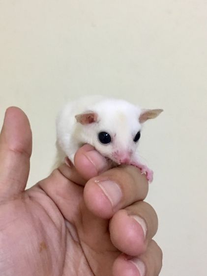 ขาย ชูก้าไกลเดอร์ ชูการ์ไกลเดอร์ sugarglider มีทุกสี ส่งได้ทั่วไทย รูปที่ 5