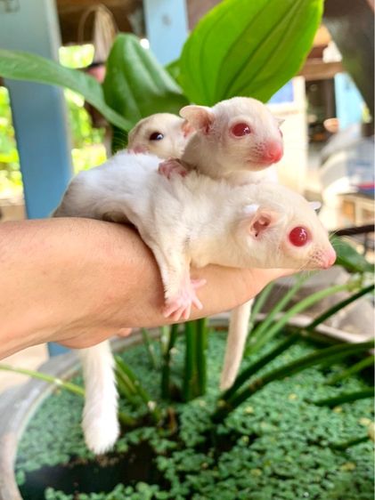 ขาย ชูก้าไกลเดอร์ ชูการ์ไกลเดอร์ sugarglider มีทุกสี ส่งได้ทั่วไทย รูปที่ 10