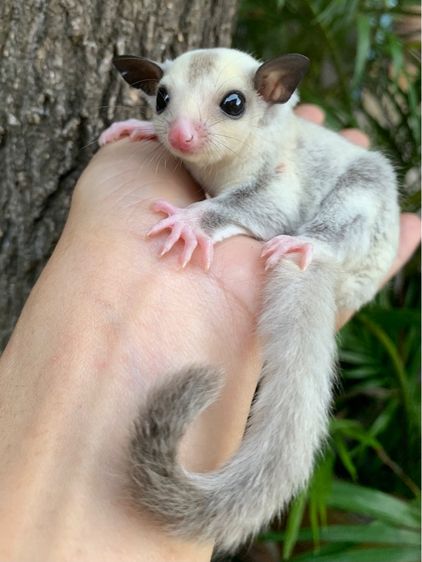 ขาย ชูก้าไกลเดอร์ ชูการ์ไกลเดอร์ sugarglider มีทุกสี ส่งได้ทั่วไทย รูปที่ 14