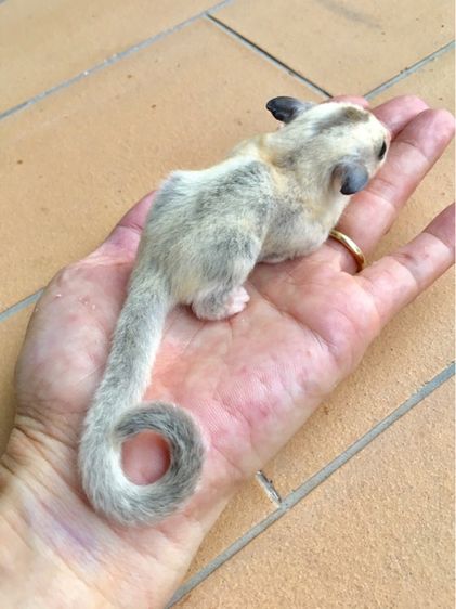 ขาย ชูก้าไกลเดอร์ ชูการ์ไกลเดอร์ sugarglider มีทุกสี ส่งได้ทั่วไทย รูปที่ 4