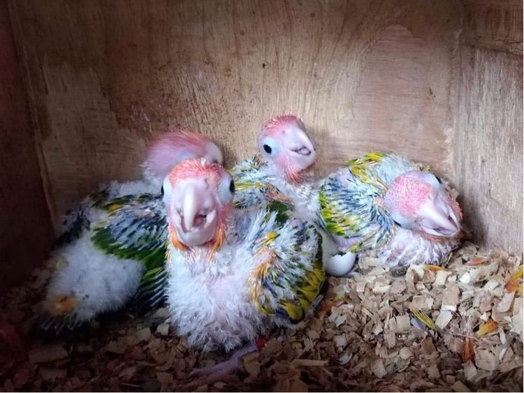 ขาย นกกรีนชีค ซันคอนัวร์ เลิฟเบิร์ด ส่งได้ทั่วไทย รูปที่ 15