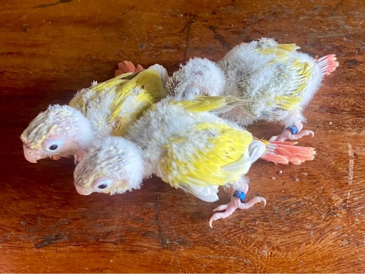 ขาย นกกรีนชีค ซันคอนัวร์ เลิฟเบิร์ด ส่งได้ทั่วไทย รูปที่ 13