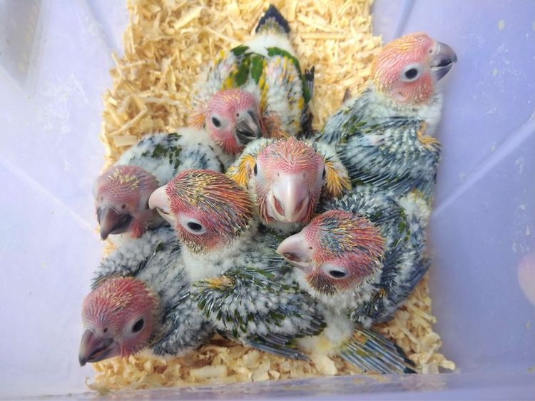 ขาย นกกรีนชีค ซันคอนัวร์ เลิฟเบิร์ด ส่งได้ทั่วไทย รูปที่ 17