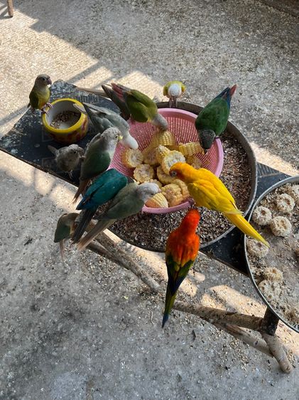 ขาย นกกรีนชีค ซันคอนัวร์ เลิฟเบิร์ด ส่งได้ทั่วไทย รูปที่ 14