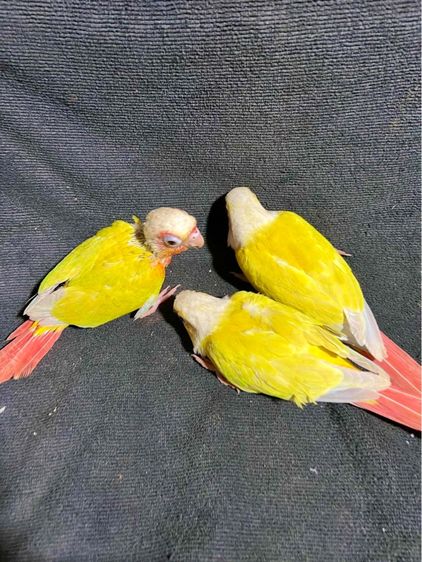 ขาย นกกรีนชีค ซันคอนัวร์ เลิฟเบิร์ด ส่งได้ทั่วไทย รูปที่ 8