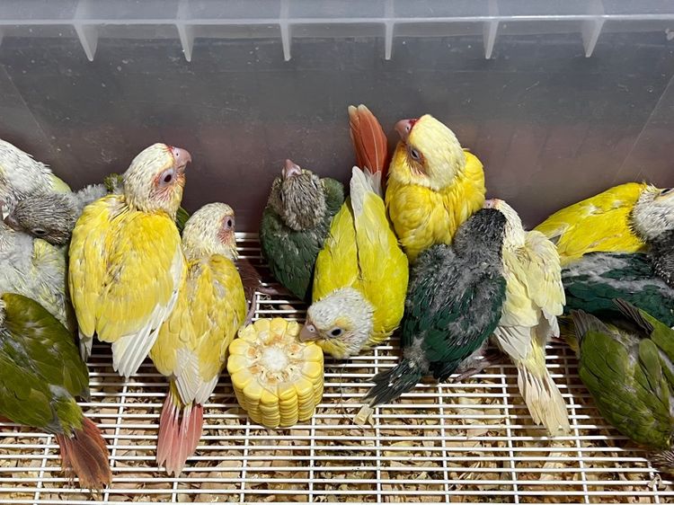 ขาย นกกรีนชีค ซันคอนัวร์ เลิฟเบิร์ด ส่งได้ทั่วไทย