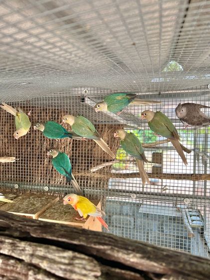 ขาย นกกรีนชีค ซันคอนัวร์ เลิฟเบิร์ด ส่งได้ทั่วไทย รูปที่ 12