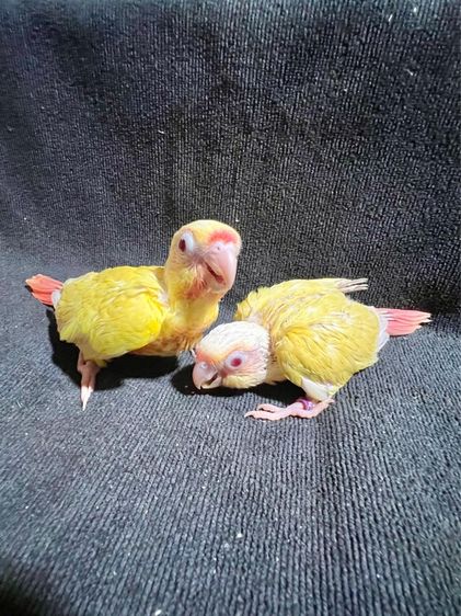 ขาย นกกรีนชีค ซันคอนัวร์ เลิฟเบิร์ด ส่งได้ทั่วไทย รูปที่ 7