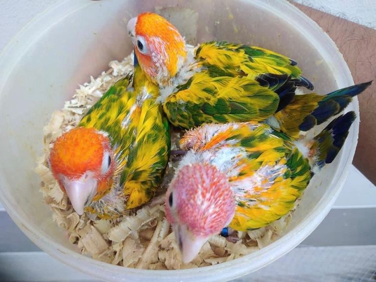 ขาย นกกรีนชีค ซันคอนัวร์ เลิฟเบิร์ด ส่งได้ทั่วไทย รูปที่ 16