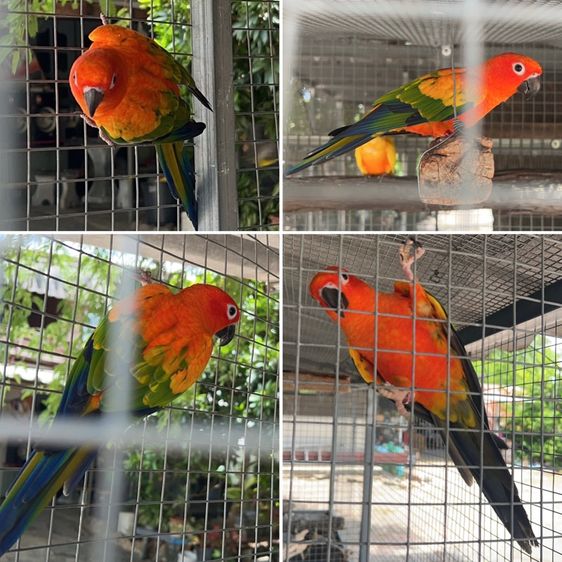 ขาย นกกรีนชีค ซันคอนัวร์ เลิฟเบิร์ด ส่งได้ทั่วไทย รูปที่ 3