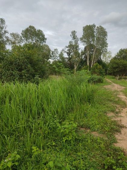 ขายที่ดินเปล่า 2 แปลงเงียบ..บรรยากาศลูกทุ่งๆ รูปที่ 3