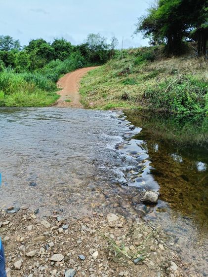 ขายสวนทุเรียนป่าละอูพร้อมบ้าน4ไร่1งานติดแม่น้ำปราณบุรี